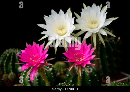 Fiori bianchi e rosa fiori di cactus ibrido tra Echinopsis e Lobivia su sfondo scuro. Foto Stock