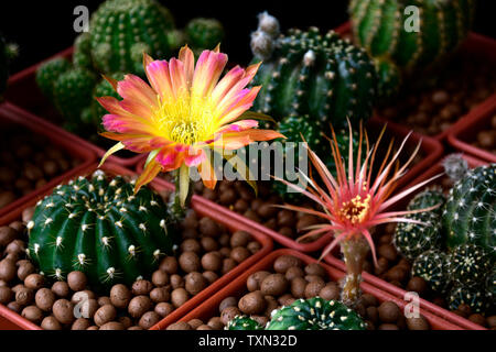 Svariate tipo di Lobvia spp. cactus fiori nel su sfondo scuro. Foto Stock