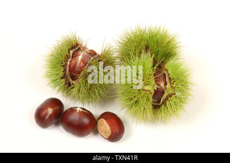 Le castagne fresche isolati su sfondo bianco Foto Stock
