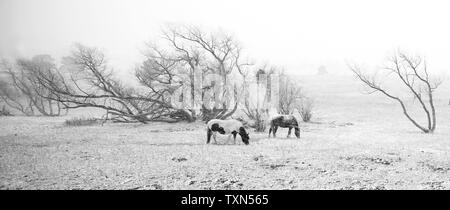 Una tempesta di neve di primavera inizia nella zona di Denver il 16 aprile 2008. Due cavalli diventano coperta di neve come la ricerca di erba nel loro pascolo. (UPI foto/Gary C. Caskey) Foto Stock