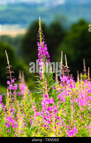 Rosebay Willowherb in bella rosa piena fioritura. Foto Stock