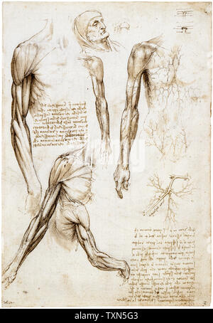 Leonardo da Vinci disegni, morto o moribondo uomo in lunghezza busto, disegno anatomico, circa 1510 Foto Stock