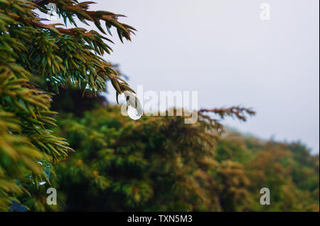 Primo piano di gocce di rugiada appendere sulla boccola di conifere rami. Primavera piovosa giornata nella foresta sempreverde, freddo sfondo nebbioso. Foto Stock