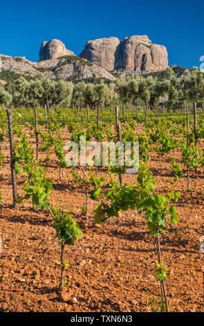 Vigneto, Roques de Benet in distanza, Porte de Tortosa-Beseit aka porte Els massiccio montuoso, Terra Alta (Castellania) regione vinicola, Catalogna, Spagna Foto Stock