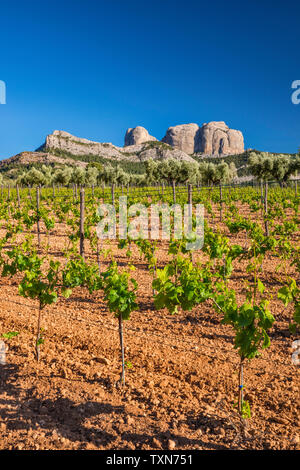 Vigneto, Roques de Benet in distanza, Porte de Tortosa-Beseit aka porte Els massiccio montuoso, Terra Alta (Castellania) regione vinicola, Catalogna, Spagna Foto Stock