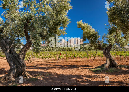 Ulivi secolari, vigneto, Roques de Benet in distanza, Porte de Tortosa-Beseit aka porte Els massiccio montuoso, Terra Alta regione vinicola, Catalogna Spagna Foto Stock