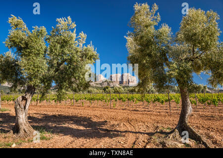 Ulivi secolari, vigneto, Roques de Benet in distanza, Porte de Tortosa-Beseit aka porte Els massiccio montuoso, Terra Alta regione vinicola, Catalogna Spagna Foto Stock