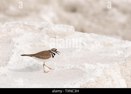 Killdeer, Mammoth Hot Spring, il Parco Nazionale di Yellowstone, Wyoming USA Foto Stock