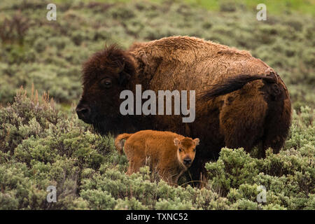 Bison e vitello nella Lamar Valley, il Parco Nazionale di Yellowstone, Wyoming USA Foto Stock