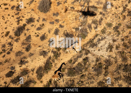 Giraffe e zebre in esecuzione attraverso il paesaggio arido, vista aerea, Cape Town, Western Cape, Sud Africa Foto Stock