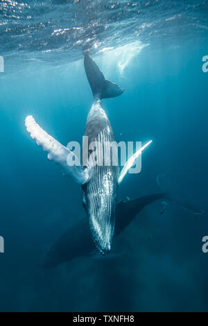 Humpback Whale madre e crociera di vitello vicino alla superficie del mare, Punta Baja, Baja California, Messico Foto Stock