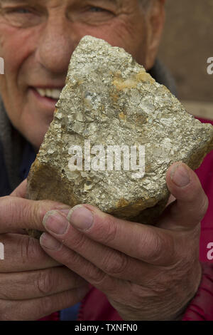 Operatore titolare Alvin Mosch di Phoenix gold mine detiene un grande pezzo di solfito complesso minerale di oro in Idaho Springs, Colorado Il 12 maggio 2011. Il prezzo dell'oro oggi è $1504.05 per oncia troy. UPI/Gary Caskey C. Foto Stock