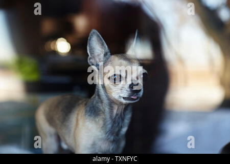 Chihuahua a guardare fuori dalla finestra a casa Foto Stock