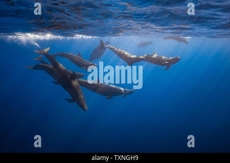 Pod di False Orche, Revillagigedo Islands, Socorro, Baja California, Messico Foto Stock