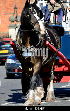 Shire horse Max erogazione di birra in Devizes per Wadworth's Brewery Foto Stock