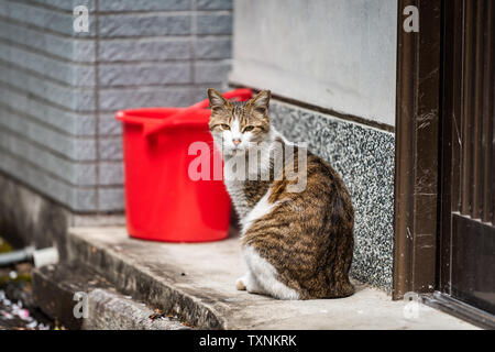 Stray tabby e bianco gatto giapponese seduti sulla veranda marciapiede street a Kyoto quartiere residenziale in Giappone dalla benna rosso guardando la fotocamera Foto Stock