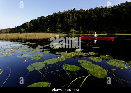 Un felice athletic donna kayak al tramonto su un lago tra fiori di loto Foto Stock
