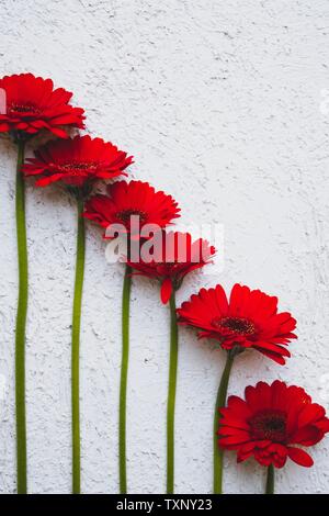 Lay piatto con sfondo bianco con frutti tropicali e fiori Foto Stock