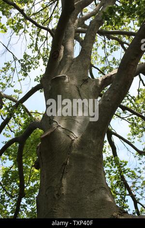Bella vecchia Fagus silvatica, il faggio europeo o faggio comune. Foto Stock