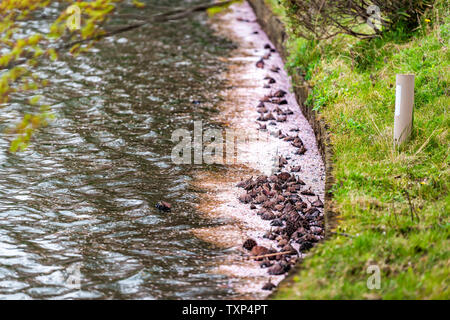 Kyoto Osawa-no-lago di Ike in primavera in area Arashiyama dal Tempio Daikakuji con molti caduti di rosa fiori di ciliegio sakura petali di fiori sul bordo della superficie Foto Stock