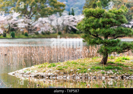 Kyoto Osawa-no-ike stagno in primavera in area Arashiyama dal Tempio Daikakuji secco con piante di loto sull'acqua Foto Stock