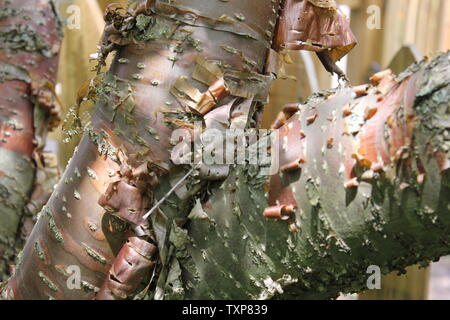 L ambrata corteccia di China mostra Pekin Lilac tree, Syringa pekinensis. Foto Stock