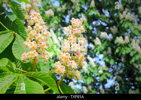 Blooming Horse-Chestnut, Aesculus hippocastanum, nel parco in una giornata di sole di primavera. In prossimità di due orecchie con decine di fiori. Foto Stock