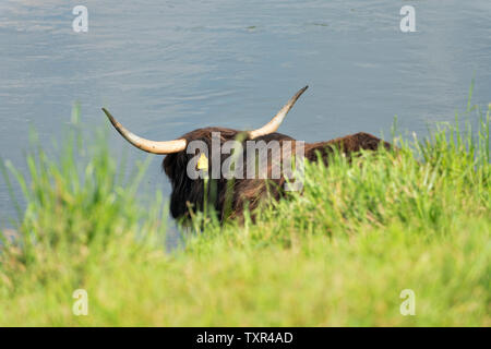 Highland bovini, Oberweser, Weser Uplands, Weserbergland, Hesse, Germania Foto Stock