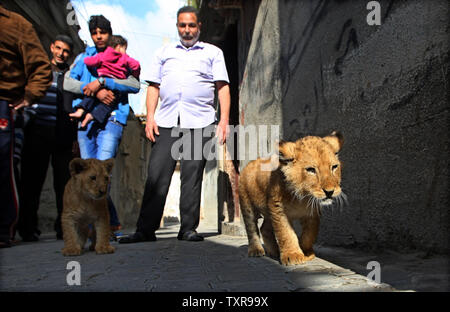 Saad palestinese al-Jamal (R), gioca con due cuccioli di leone al di fuori della sua casa di famiglia in Rafah Refugee Camp nel sud della striscia di Gaza, il 19 marzo 2015. Al-Jamal ha detto che ha comprato una coppia di due mese-vecchio cubs dalla Rafah Zoo . Egli vive con l'animale all'interno di questa casa di famiglia. i cui genitori ritiene siano state introdotte di contrabbando nella Striscia di Gaza attraverso un tunnel lungo il confine con l'Egitto quasi tre anni fa. Ahmed Juma un proprietario dello zoo detto, lion cubs venduto perché l assedio a Gaza, egli non è in grado di fornire alimentazione e cure per loro. Foto di Ismael Mohamad/UPI Foto Stock