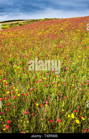 La spettacolare vista di un campo di papaveri comune Papaver rhoeas e mais Le calendule Glebionis segetum che si muovono nel vento e crescente su West Pentire Foto Stock