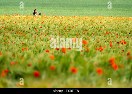 Comune di papavero rosso, campo di mais, mountain bike, vicino Oberweser, Weser Uplands, Weserbergland, Hesse, Germania Foto Stock