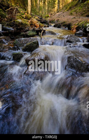 Una piccola cascata in un ruscello circondato dalla foresta Foto Stock