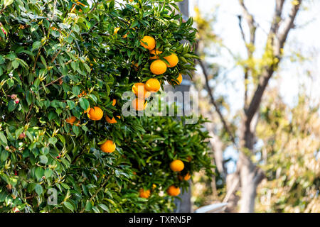 Molti giapponesi Pomelo satsuma mandarin orange cresce sugli alberi nel fiume Takasegawa a Kyoto, in Giappone durante la primavera Foto Stock