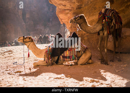 Cammelli in Petra, Giordania. Foto Stock