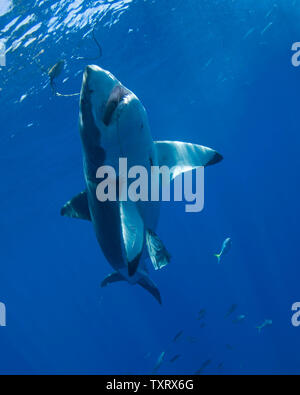 Un grande bianco è osservata durante la ricerca comportamentale studi condotti su grandi squali bianchi off di Isla Guadalupe, in Messico il 15 settembre 2008. Club Cantamar, principalmente di un tour operator ha ramificato nel condurre una ricerca coordinata con Isla Guadalupe conservazione per proteggere le specie di squali mentre per offrire ai turisti in Messico la possibilità di osservare anche gli squali come essi migrano attraverso la zona. La conservazione dei rapporti di agenzia le sue conclusioni al governo messicano che mantiene autorità sulla concessione di questa attività. (UPI foto/Joe Marino) Foto Stock