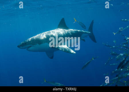 Un grande bianco è osservata durante la ricerca comportamentale studi condotti su grandi squali bianchi off di Isla Guadalupe, in Messico il 15 settembre 2008. Club Cantamar, principalmente di un tour operator ha ramificato nel condurre una ricerca coordinata con Isla Guadalupe conservazione per proteggere le specie di squali mentre per offrire ai turisti in Messico la possibilità di osservare anche gli squali come essi migrano attraverso la zona. La conservazione dei rapporti di agenzia le sue conclusioni al governo messicano che mantiene autorità sulla concessione di questa attività. (UPI foto/Joe Marino) Foto Stock