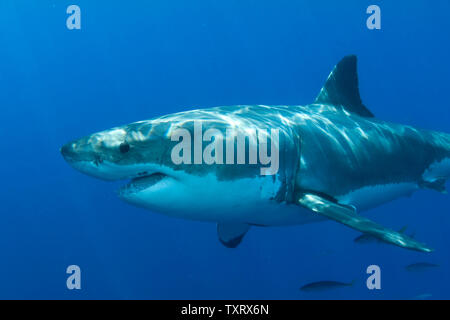 Un grande bianco è osservata durante la ricerca comportamentale studi condotti su grandi squali bianchi off di Isla Guadalupe, in Messico il 15 settembre 2008. Club Cantamar, principalmente di un tour operator ha ramificato nel condurre una ricerca coordinata con Isla Guadalupe conservazione per proteggere le specie di squali mentre per offrire ai turisti in Messico la possibilità di osservare anche gli squali come essi migrano attraverso la zona. La conservazione dei rapporti di agenzia le sue conclusioni al governo messicano che mantiene autorità sulla concessione di questa attività. (UPI foto/Joe Marino) Foto Stock