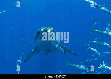 Un grande bianco è osservata durante la ricerca comportamentale studi condotti su grandi squali bianchi off di Isla Guadalupe, in Messico il 15 settembre 2008. Club Cantamar, principalmente di un tour operator ha ramificato nel condurre una ricerca coordinata con Isla Guadalupe conservazione per proteggere le specie di squali mentre per offrire ai turisti in Messico la possibilità di osservare anche gli squali come essi migrano attraverso la zona. La conservazione dei rapporti di agenzia le sue conclusioni al governo messicano che mantiene autorità sulla concessione di questa attività. (UPI foto/Joe Marino) Foto Stock