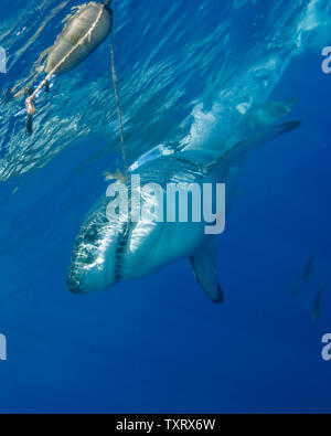 Un grande bianco è osservata durante la ricerca comportamentale studi condotti su grandi squali bianchi off di Isla Guadalupe, in Messico il 15 settembre 2008. Club Cantamar, principalmente di un tour operator ha ramificato nel condurre una ricerca coordinata con Isla Guadalupe conservazione per proteggere le specie di squali mentre per offrire ai turisti in Messico la possibilità di osservare anche gli squali come essi migrano attraverso la zona. La conservazione dei rapporti di agenzia le sue conclusioni al governo messicano che mantiene autorità sulla concessione di questa attività. (UPI foto/Joe Marino) Foto Stock