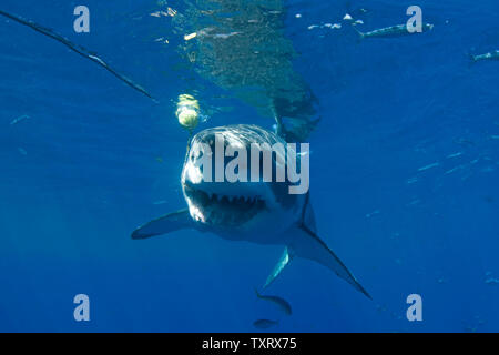 Un grande bianco è osservata durante la ricerca comportamentale studi condotti su grandi squali bianchi off di Isla Guadalupe, in Messico il 15 settembre 2008. Club Cantamar, principalmente di un tour operator ha ramificato nel condurre una ricerca coordinata con Isla Guadalupe conservazione per proteggere le specie di squali mentre per offrire ai turisti in Messico la possibilità di osservare anche gli squali come essi migrano attraverso la zona. La conservazione dei rapporti di agenzia le sue conclusioni al governo messicano che mantiene autorità sulla concessione di questa attività. (UPI foto/Joe Marino) Foto Stock