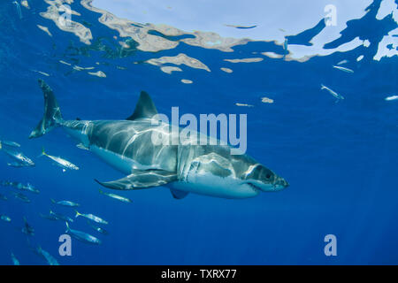 Un grande bianco è osservata durante la ricerca comportamentale studi condotti su grandi squali bianchi off di Isla Guadalupe, in Messico il 15 settembre 2008. Club Cantamar, principalmente di un tour operator ha ramificato nel condurre una ricerca coordinata con Isla Guadalupe conservazione per proteggere le specie di squali mentre per offrire ai turisti in Messico la possibilità di osservare anche gli squali come essi migrano attraverso la zona. La conservazione dei rapporti di agenzia le sue conclusioni al governo messicano che mantiene autorità sulla concessione di questa attività. (UPI foto/Joe Marino) Foto Stock