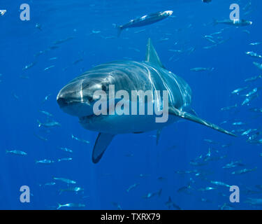 Un grande bianco è osservata durante la ricerca comportamentale studi condotti su grandi squali bianchi off di Isla Guadalupe, in Messico il 15 settembre 2008. Club Cantamar, principalmente di un tour operator ha ramificato nel condurre una ricerca coordinata con Isla Guadalupe conservazione per proteggere le specie di squali mentre per offrire ai turisti in Messico la possibilità di osservare anche gli squali come essi migrano attraverso la zona. La conservazione dei rapporti di agenzia le sue conclusioni al governo messicano che mantiene autorità sulla concessione di questa attività. (UPI foto/Joe Marino) Foto Stock