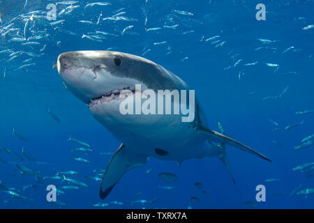 Un grande bianco è osservata durante la ricerca comportamentale studi condotti su grandi squali bianchi off di Isla Guadalupe, in Messico il 15 settembre 2008. Club Cantamar, principalmente di un tour operator ha ramificato nel condurre una ricerca coordinata con Isla Guadalupe conservazione per proteggere le specie di squali mentre per offrire ai turisti in Messico la possibilità di osservare anche gli squali come essi migrano attraverso la zona. La conservazione dei rapporti di agenzia le sue conclusioni al governo messicano che mantiene autorità sulla concessione di questa attività. (UPI foto/Joe Marino) Foto Stock