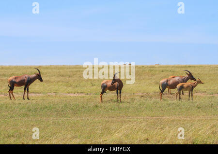 Topi Damaliscus lunatus jimela verdi pascoli erbosi con due giovani topi vitelli Masai Mara riserva nazionale del Kenya Africa orientale Foto Stock