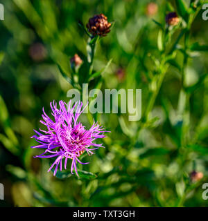Di un bel colore rosa fiore di una pianta di Trifoglio su un prato selvatico. Foto Stock