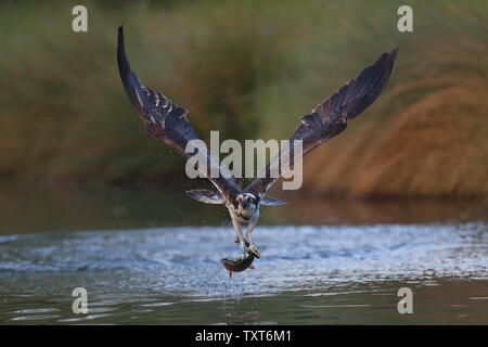 Osprey con la trota arcobaleno Foto Stock