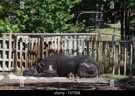 Madrid, Madrid, Spagna. Il 25 giugno, 2019. Un rinoceronte indiano non si raffredda in acqua al contenitore in zoo di Madrid, dove le alte temperature raggiunte fino 36Âº gradi Celsius durante le ore pomeridiane.La Spagna agenzia meteo AEMET detta prima onda di calore di questa estate è previsto per colpire la Spagna domani mercoledì, 26 giugno 2019, con temperature superiori a 40ÂºC attraverso molti settori della navigazione in Spagna. Città spagnole come Saragozza e LogroÃ±o vedrà il mercurio luogo venerdì a 45C e 44C rispettivamente. Credito: Jorge Sanz SOPA/images/ZUMA filo/Alamy Live News Foto Stock