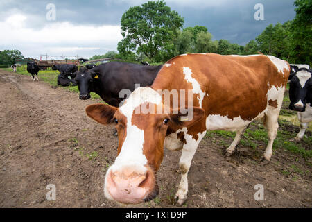 Le mucche in attesa di essere munte su un Caseificio nelle zone rurali del Leicestershire, England Regno Unito Foto Stock