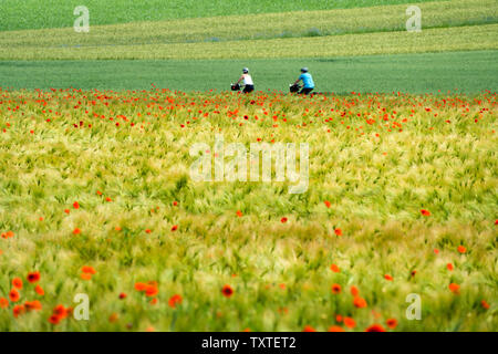 Comune di papavero rosso, campo di mais, mountain bike, vicino Oberweser, Weser Uplands, Weserbergland, Hesse, Germania Foto Stock