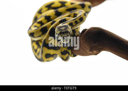 La moquette tree python isolati su sfondo bianco Foto Stock